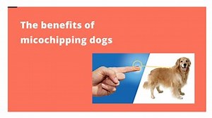 The benefits of micochipping dogs