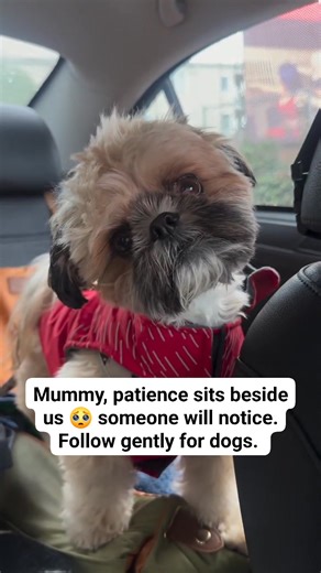 Mummy, patience sits beside us 🥺 someone will notice. Follow gently for dogs. #DogsOfHope #DogRescueLife #DogLovers #StreetDogs | PetVibe USA