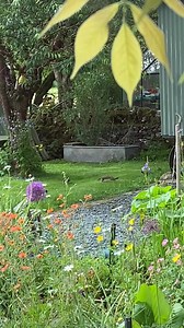 Imagine having this much energy! ⚡⚡⚡ Have you ever seen animals playing in your garden like this? Thanks to Richard Arrowsmith for this footage of a group of young stoat siblings playing, captured near Kirkby Stephen. Females usually have a litter of 6-12 'kits' in spring, who stay together until they're about 12 weeks old (and have loads of fun, by the looks of it). Stoats are related to otters and weasels, and look pretty similar to the latter. You can tell them apart by the distinctive black 