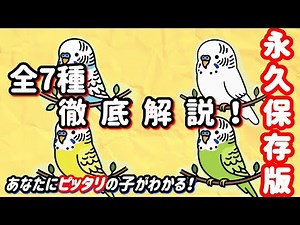 【永久保存版】セキセイインコの種類図鑑！あなたにぴったりの種類が見つかる徹底解説