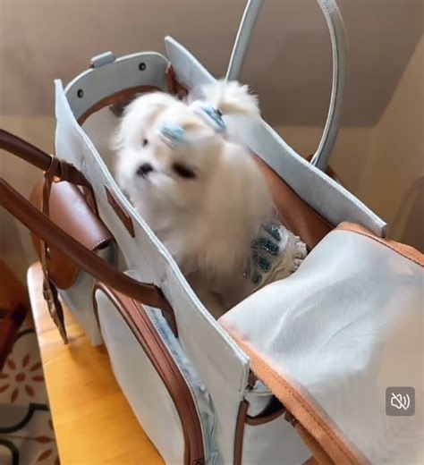 Petspace.th on Instagram: "🌤️ New Bag Near me 🐶 กระเป๋าใบใหม่ของน้องหมาน้องแมว ดีไซส์เรียบหรู ขนาดกระทัดรัด มีช่องระบายอากาศ สามารถใช้ในห้าง หรือ ร้านอาหารได้ รหัสสินค้าP2609 อุปกรณ์ : กระเป๋า + เบาะรอง + สายสะพายยาว + safety harnesse Size : 38 x 20 x 28 CM Color : Baby blue (สีเดียวตามภาพ) Price : 3,690 (มัดจำก่อนได้) 🚚 รอสินค้า 7-10 วันเท่านั้น 📸 ถ่ายจากสินค้าจริง 🔖 สอบถามรายละเอียดเพิ่มเติมได้ที่แอดมิน ☺️ 🛒สั่งสินค้า Line : Petspace จิ้มลิงก์ด้านล่างได้เลย Line https://lin.ee/bej4KZN หร