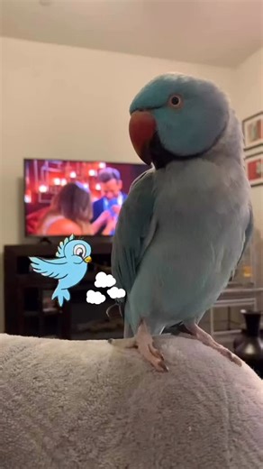 Bird thoughts 💭 🐦. #quotes #indianringneck #parrot #bird #prettybird #featherbaby #parrotsofinstagram | The Blu Bird