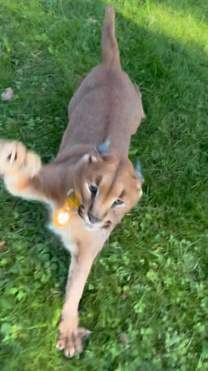 Pumba Caracal on Instagram: "Floppa Attacks🫣"