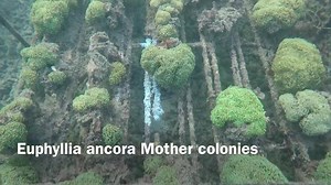 Here is some footages of our Euphyllia ancora production... | Bali Aquarium