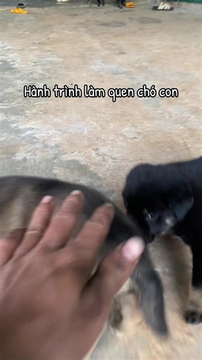 #hanhtrinhlamquenchola #yeudongvat | chó cỏ con