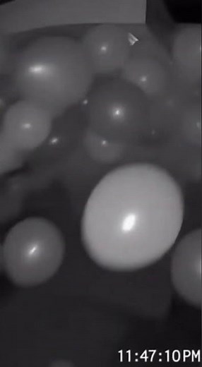 Delivery Driver's Balloon Explosion Surprise!