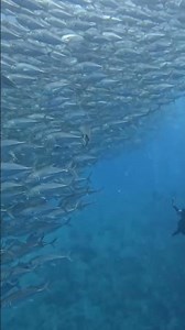 Unbelievable Fish Moments Deep in the Ocean