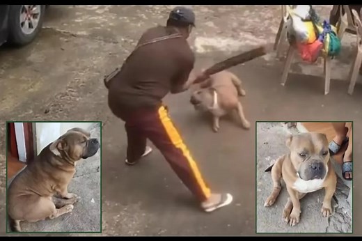 PAWS seeks justice for 'brutal' killing of dog in Mountain Province, calls for witnesses | ABS-CBN News