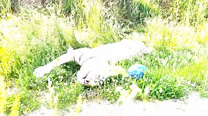 138 reactions · 22 shares | 4 in our Top Ten Tiger Coutndown makes...