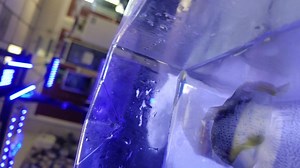 For fish only tank that loves trigger. This TITAN trigger is gorgeous.. is on SALE this weekend. | Corals and Fins | Facebook