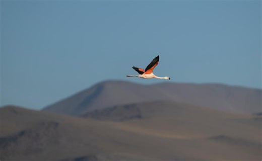 La Laguna Colorada: el santuario boliviano donde cientos de flamencos desafían condiciones extremas para su supervivencia
