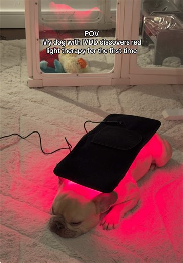 Kygo experiencing red light therapy for the first time. Kygo was diagnosed with stage 2 IVDD six weeks ago. He has been on crate rest and meds and is doing well so far. We heard that dogs with IVDD can benefit from red light therapy and this was his first time experiencing it 🥹 I think he really likes it! #dogsoftiktok #dogmom #ivdd #frenchbulldog #creatorsearchinsights