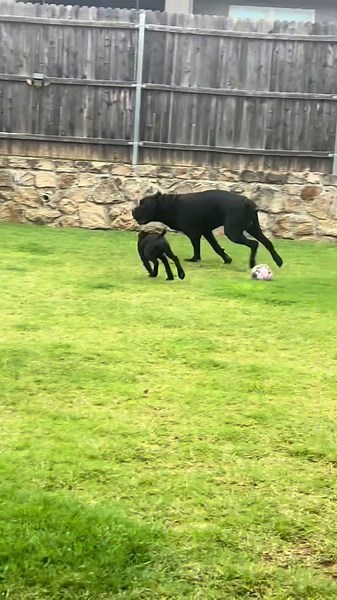 New Cage For Gucci ❤️🐶🥰 #canecorso #dreeandghost #Italianmastiff #ghostandgucci #texas #bigdog #dogmom #gucci_corso #viraldog #masstiff