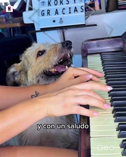 INCREDIBLE! Meet @soykorsky, the dog who sings with his soul #viral #puppies