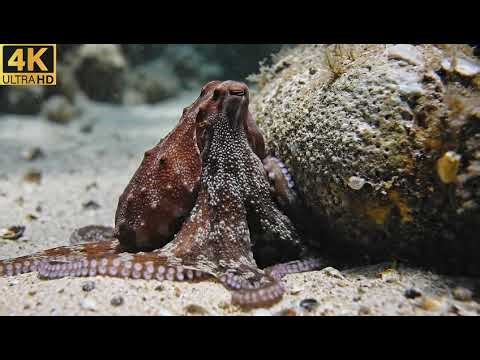 Cinematic Aquarium Tour 4K | The Art of Underwater Videography 🎥🌿|| Life of an Aquarium Videographer