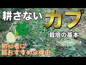 【自然農】カブ栽培 種まき・育て方の基本 -家庭菜園・初心者-