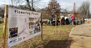 John Lewis Flowering Forest | Trees Atlanta