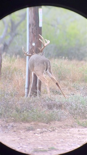 This cool buck has acorn tips on almost every tine and the rut has him doing all the things to get attention. Filmed with my @Phone Skope and @Vortex Nation spotting scope. #cougarredranchtx #deer #hunt #hunting #viral