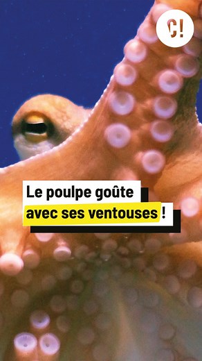 Ce poulpe sait résoudre un casse-tête 🤯 Les poulpes savent faire plus de choses que ce qu'on peut penser ! Découvrez à quoi leur servent leurs ventouses et tentacules à l' @aquariumlarochelle ! Une vidéo réalisée avec le soutien de la @region_nouvelle_aquitaine ! #poulpe #tentacule #comprendre #biodiversité #aquarium #aquariumlarochelle #nature #curieux #reel | CurieuxLive