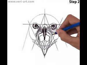 How to draw Harris's Hawk head, front view