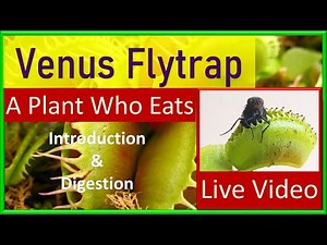 Venus Flytrap | A Carnivorous Plant | Introduction and Live Video