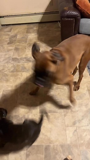 1.6K views · 1.1K reactions | Today I introduced Lulu to the youngest...