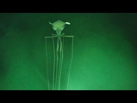 Bigfin Squid - Animal of the Week