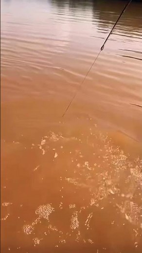 Catching a huge fish #shots