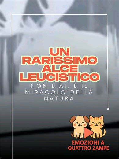 Non è IA… è un miracolo della natura 🦌✨ Un alce leucistico, rarissimo e reale 🤍 La natura, a volte, supera qualsiasi immaginazione. 🐾 Se come me ami gli animali, trovi nella bio i prodotti che ho selezionato con amore ❤️ #emozioniaquattrozampe #naturasorprendente #animaliincredibili #rarità