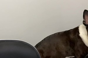 JACKIE O UPDATE: The hardest part of Jackie O’s life now is deciding which comfy bed to pick 😉 Jackie is doing fantastic and gets along with everyone ❤️🙌 This is a snapshot of what goes on while the momma works. #MusicalBeds #campzoey | Zoey (The Booger) PruittSmith