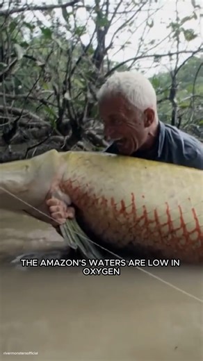 Arapaima: The Armored Predator of the Amazon River #arapaima #animalfacts #animalworld | Animal World