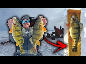 ICE Fishing Technique That Catches GIANT JUMBO Perch! (INSANE BITE)