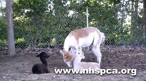 5.5K views · 193 reactions | CUTE ALERT: Two abused and neglected...