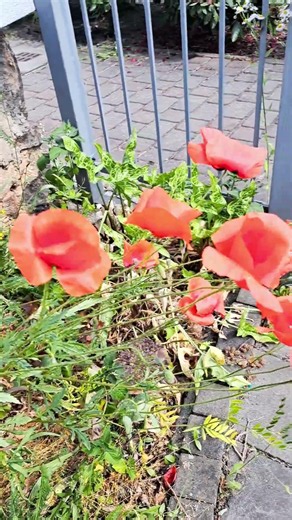 Roter Mohn an der Straße #nature #mohn