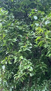 Sandalwood Tree in Natural Environment – Chandan Plant with Green Leaves