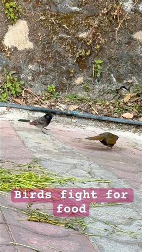 Birds fight for food#birdswatching#birdsfight #nature
