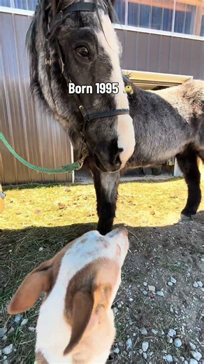 Old grandpa pony born in 1900s #blueroan