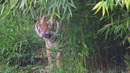 Point Defiance Zoo welcomes new tiger