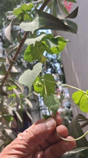 kodi sapampanki buds and flowers from home garden