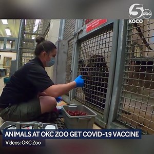 81K views · 745 reactions | OKC ZOO ANIMALS GET COVID-19 VACCINE | Oklahoma City Zoo officials announced that they administered an animal-approved COVID-19 vaccine for select species. https://bit.ly/3BnjVyB : Oklahoma City Zoo and Botanical Garden | KOCO 5 News | Facebook