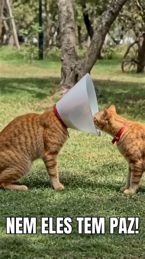 Alienígena, Gato ou Maustratos?? #drverdade #curiosidades #viral #fatoscurioso #gatos #gato #gatos