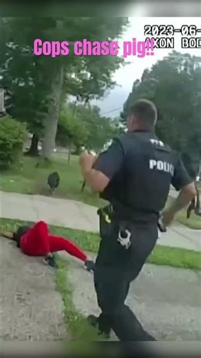 Cops chase pig!!! #bodycam #police #viral