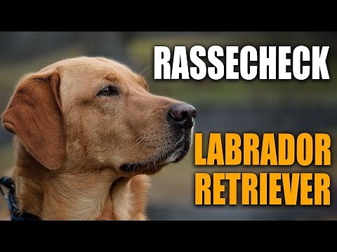 Labrador Retriever - Breed profile, breed description - City Furs Breed Check