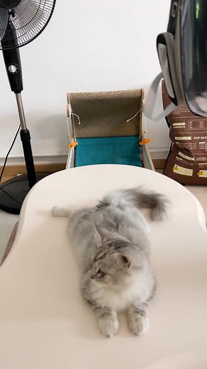 Cat outdoor backpack #petsupplies #goodstuff #goodthing #catsupplies #foryou #cats #backpack