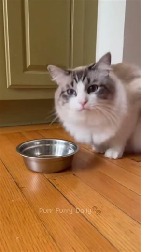 Funny Cat Surprise on Cat Tree 😂 | Cute Cat Reaction