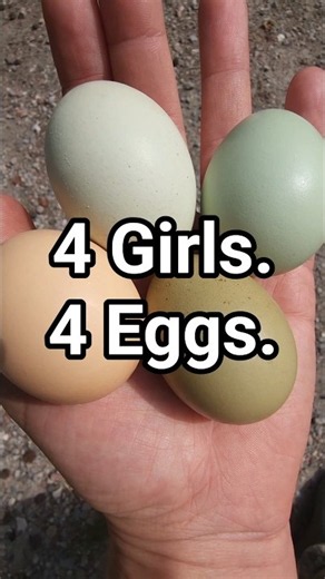 All 4 of my Easter Eggers are FINALLY Laying! 🥚👏🐓