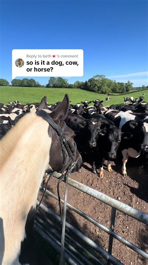 Replying to @beth💌 my one trick pony meeting his twins 🐄🐄🐄 #horse | horses of tiktok