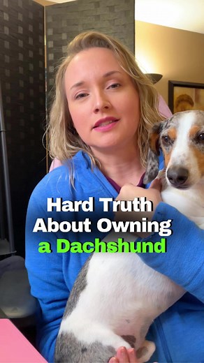 The Hard Truth About Mini Dachshund Ownership