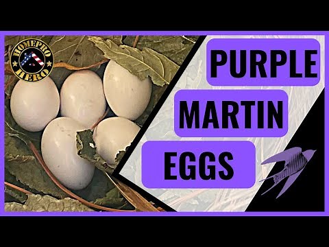 Discovering Purple Martin Nest Secrets: Egg Count and Care Tips
