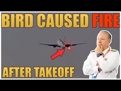 Delta 737 Loses Engine After Bird Strike at LAX — Pilots Declare Emergency